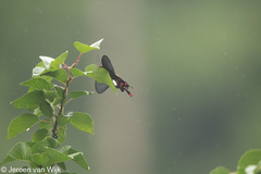 Byasa polyeuctes