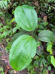 Miconia secunda