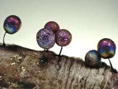 Lamproderma arcyrioides