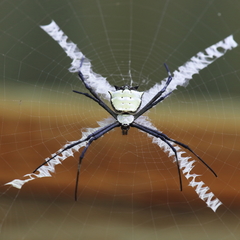 Argiope submaronica