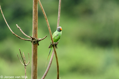 Psittacula himalayana