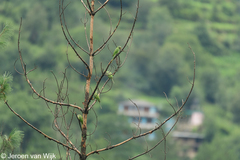 Psittacula himalayana