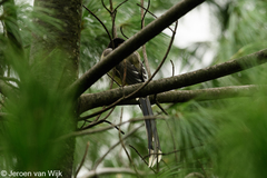 Urocissa flavirostris