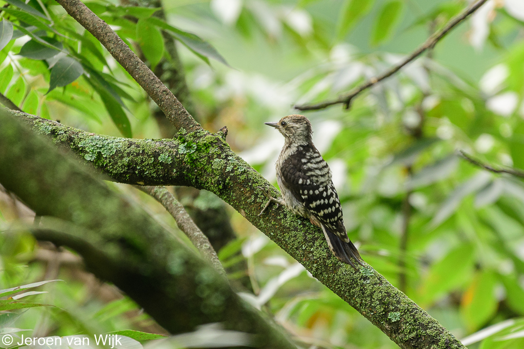 Brown-fronted Woodpecker
