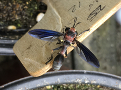 Physocephala floridana