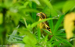 Chloris spinoides