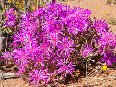 Lampranthus otzenianus
