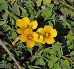 Oxalis bisfracta