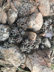 Anacampseros subnuda