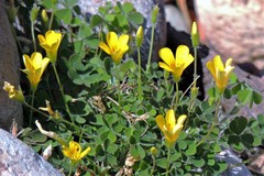 Oxalis bisfracta