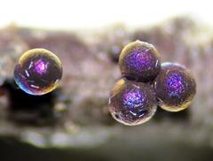 Lamproderma arcyrioides