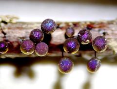 Lamproderma arcyrioides