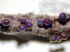 Lamproderma arcyrioides