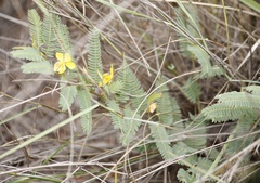 Chamaecrista comosa