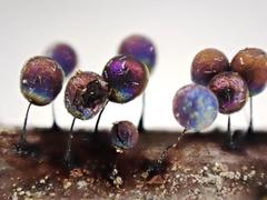 Lamproderma arcyrioides