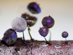 Lamproderma arcyrioides