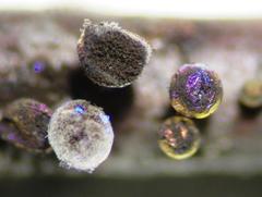 Lamproderma arcyrioides