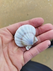 Flexopecten glaber ponticus