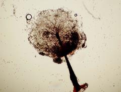 Lamproderma arcyrioides