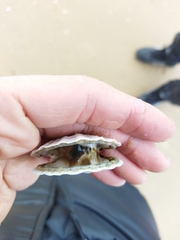 Flexopecten glaber ponticus