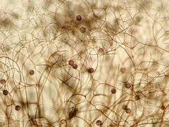 Lamproderma arcyrioides