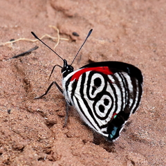 Diaethria clymena