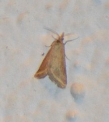 Microtheoris vibicalis