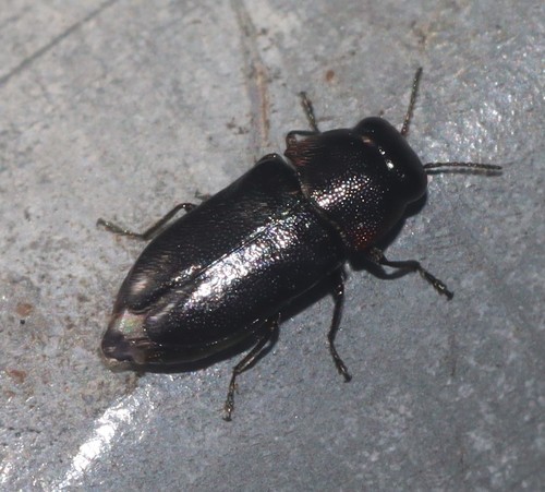 Neocuris pauperata · iNaturalist