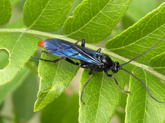 Protichneumon