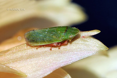 Tettigometra