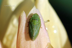 Tettigometra