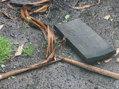 Engaeus hemicirratulus