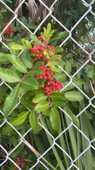 Schinus terebinthifolia