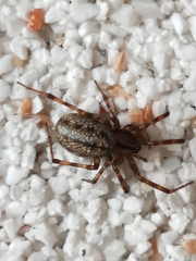 Stemonyphantes lineatus