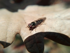 Syrphidae