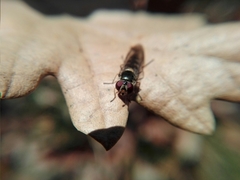 Syrphidae