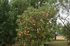 Croton urucurana
