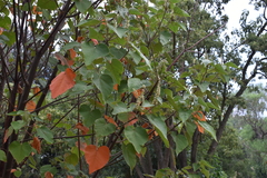 Croton urucurana