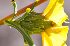 Calycadenia truncata