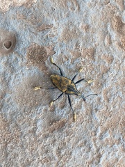 Rhinastus latisternus