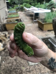 Pseudobunaea tyrrhena