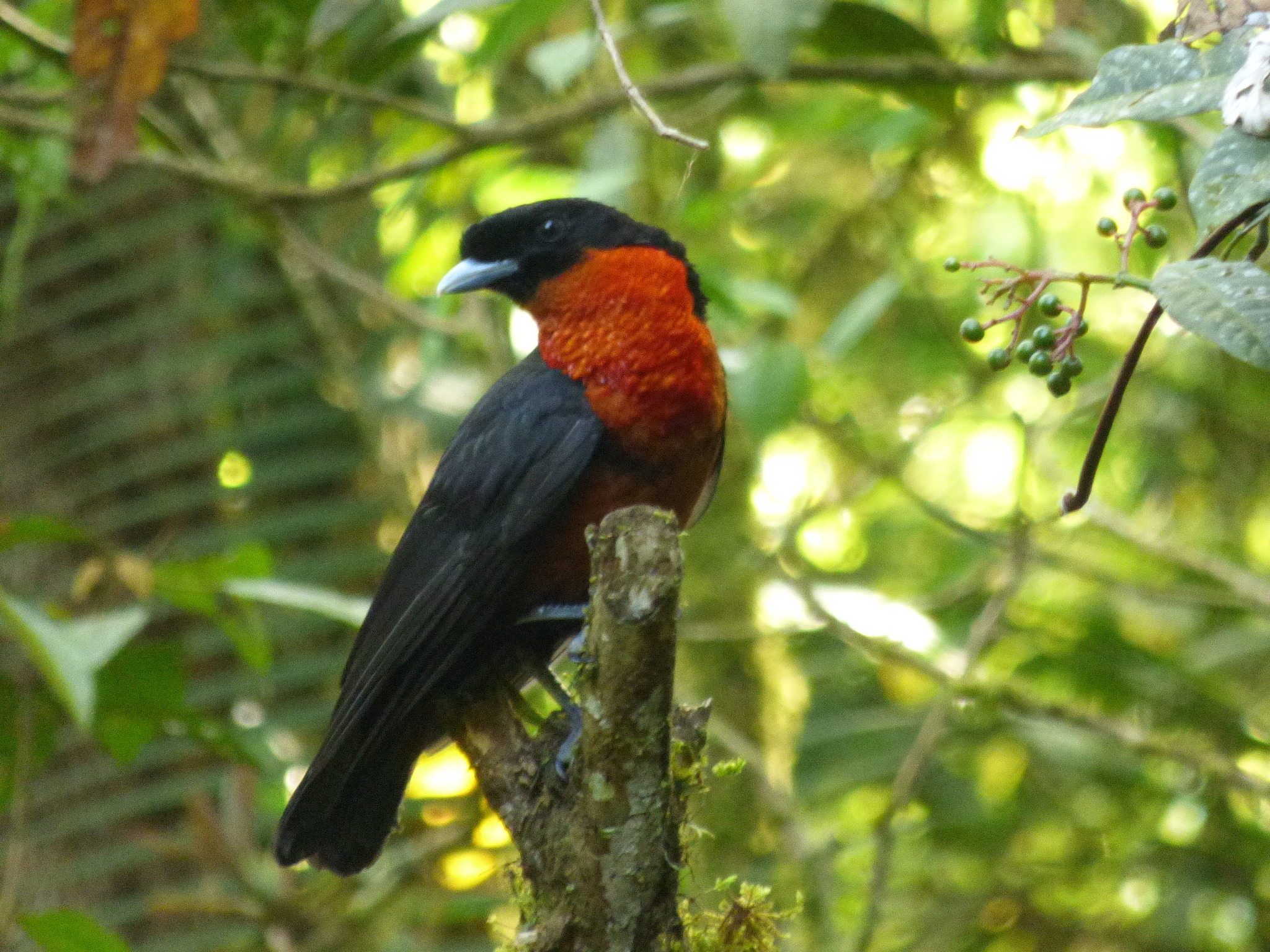 Red-ruffed Fruitcrow illustration