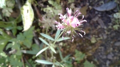 Trifolium obtusiflorum
