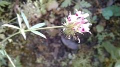 Trifolium obtusiflorum