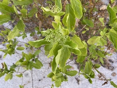 Premna