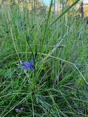 Caesia calliantha