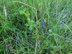 Caesia calliantha