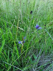 Caesia calliantha