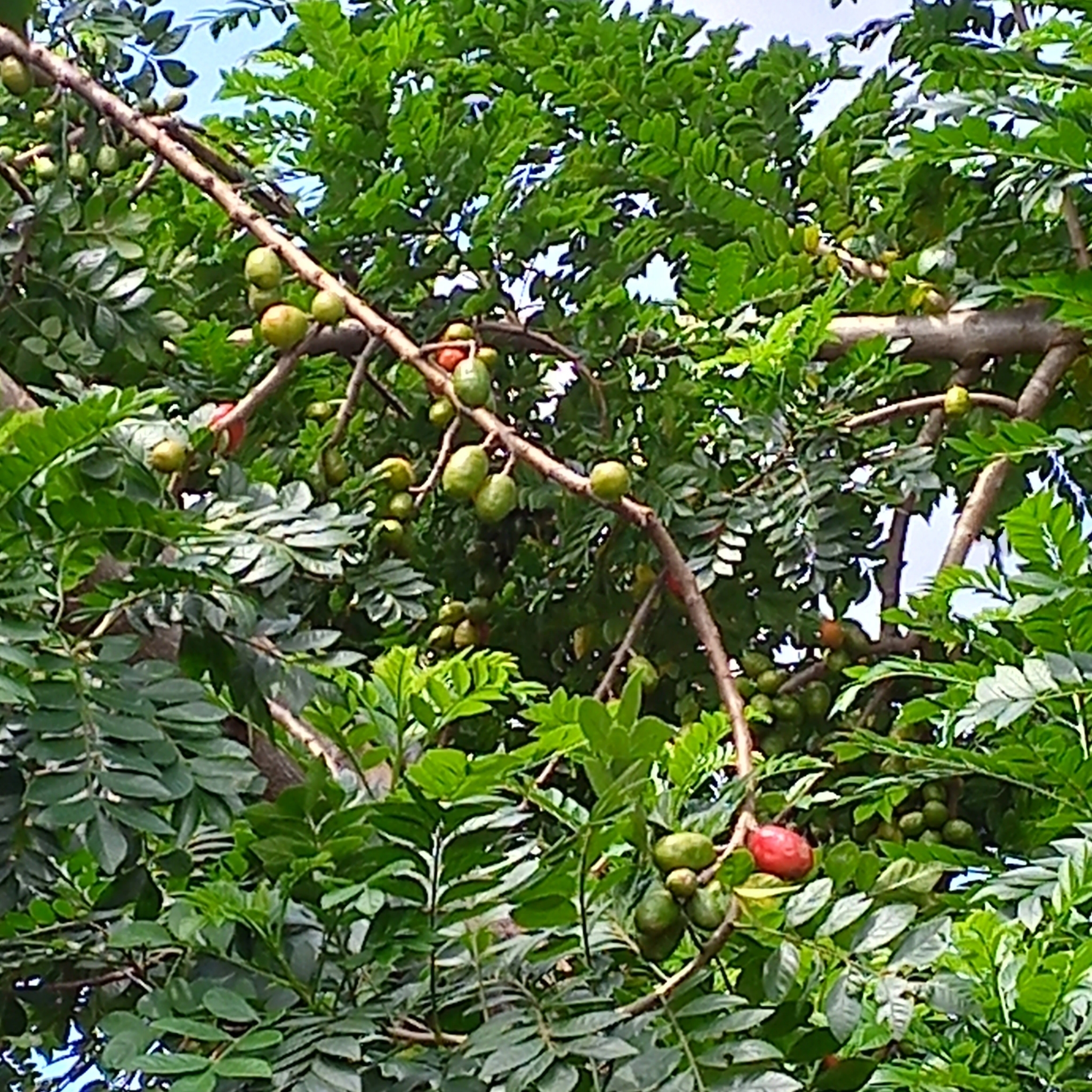 Spondias purpurea