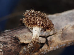 Lentinus berteroi